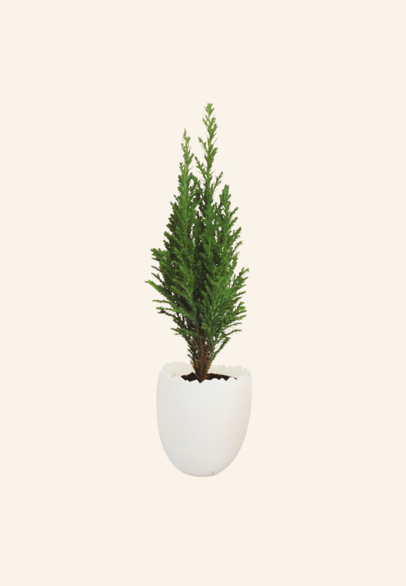 Oeuf mini plant d’arbre Moise