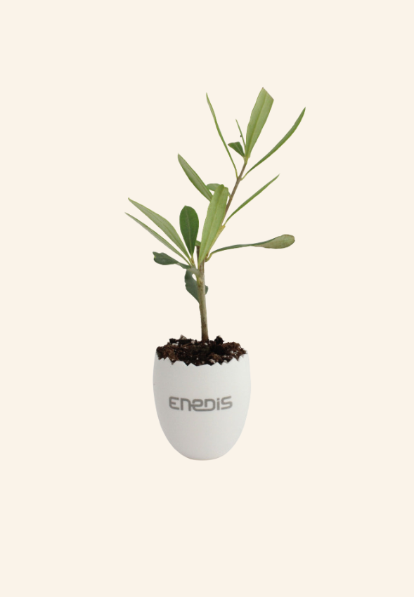 Oeuf mini plant d’arbre Moise