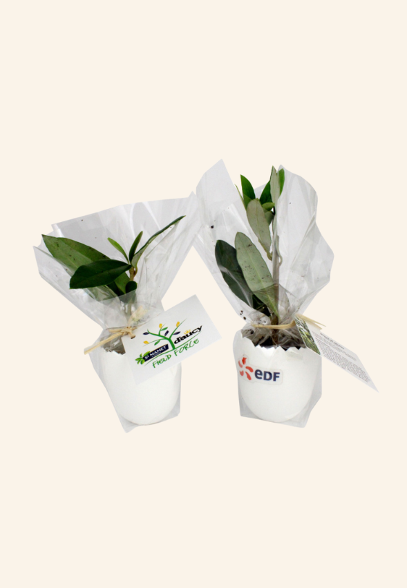 Oeuf mini plant d’arbre Moise
