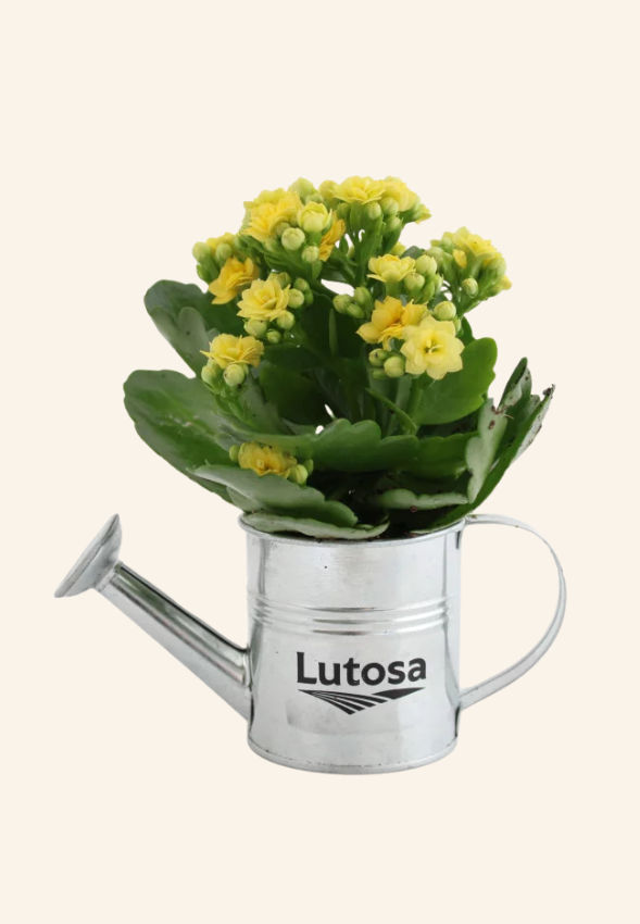 Plante fleurie pot arrosoir zinc ROLAND