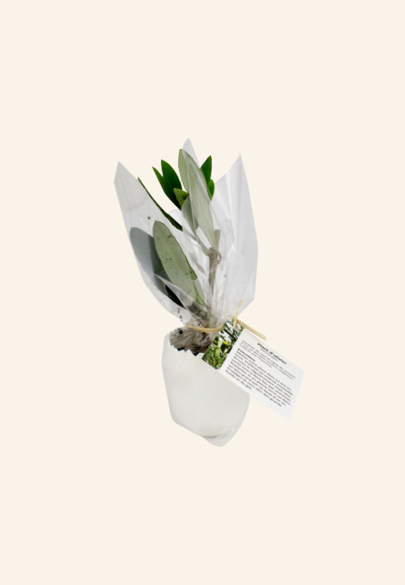 Oeuf mini plant d’arbre Moise