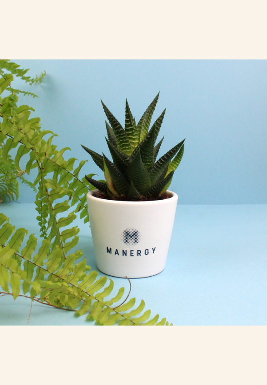 Plante pot Antaine