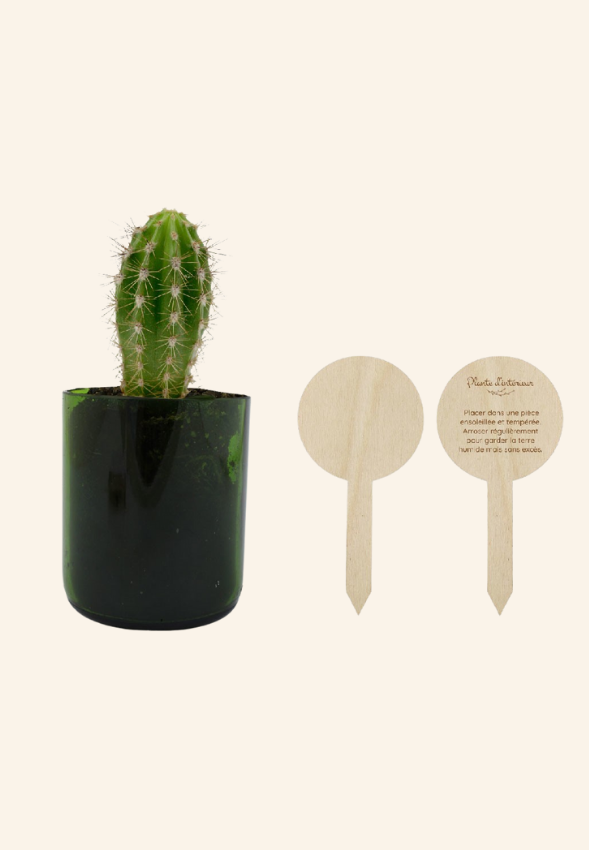 Plante bouteille recyclée BOTANEO