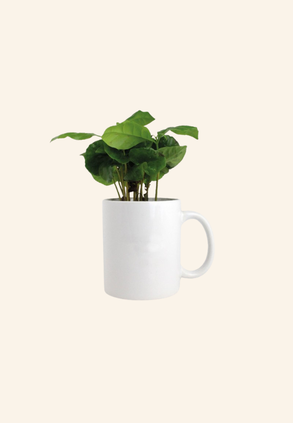 Caféier dans un mug 350g Mériolan