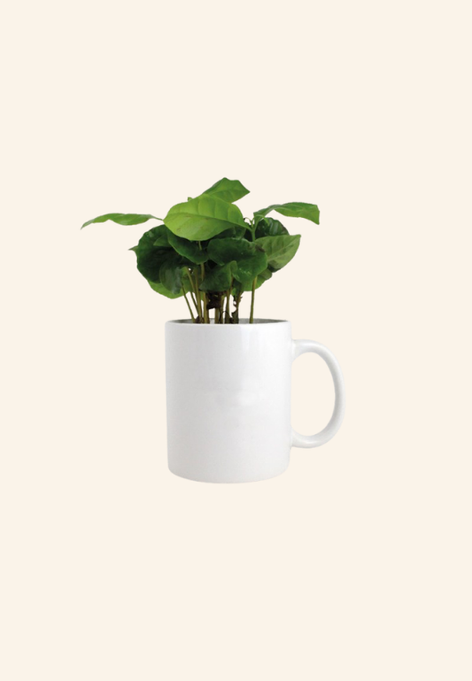 Caféier dans un mug 350g Mériolan