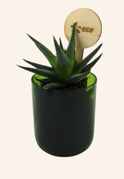Plante bouteille recyclée BOTANEO