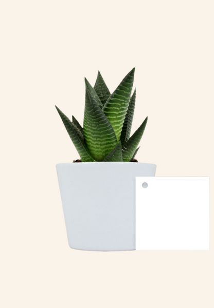 Plante pot Antaine