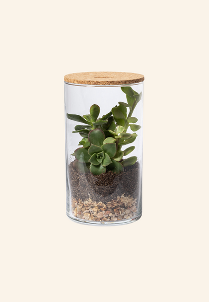 Terrarium Alcianne