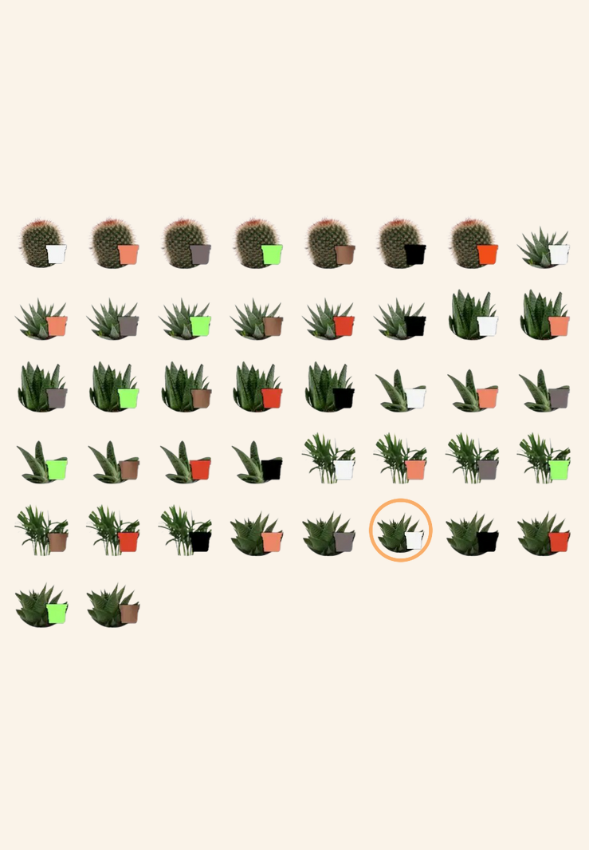 Plante pot Antaine