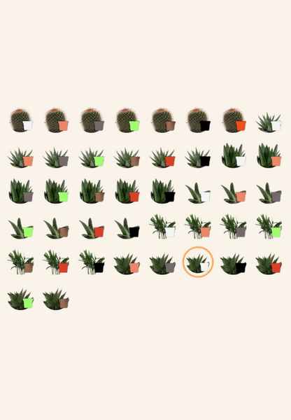 Plante pot Antaine