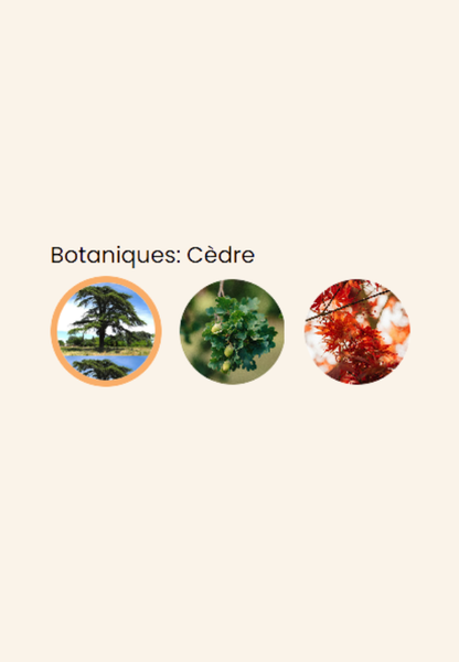 Carte bois A6 Essence