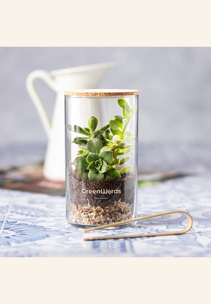 Terrarium Alcianne