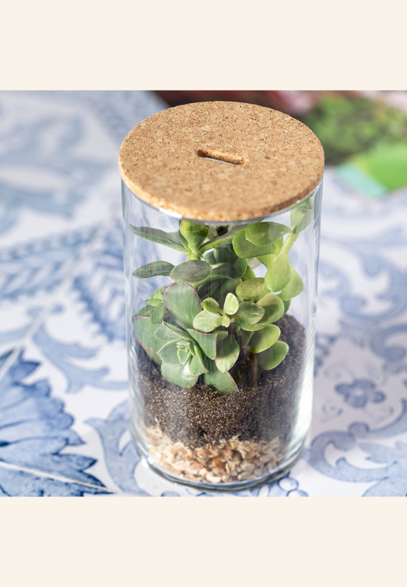 Terrarium Alcianne