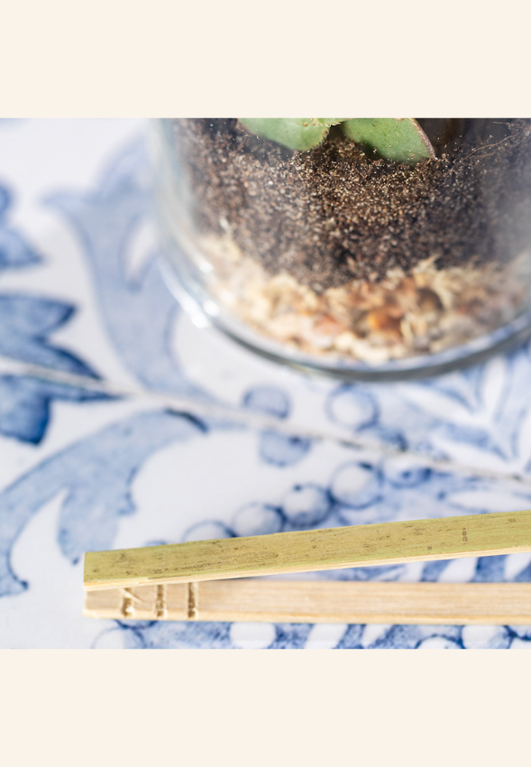 Terrarium Alcianne