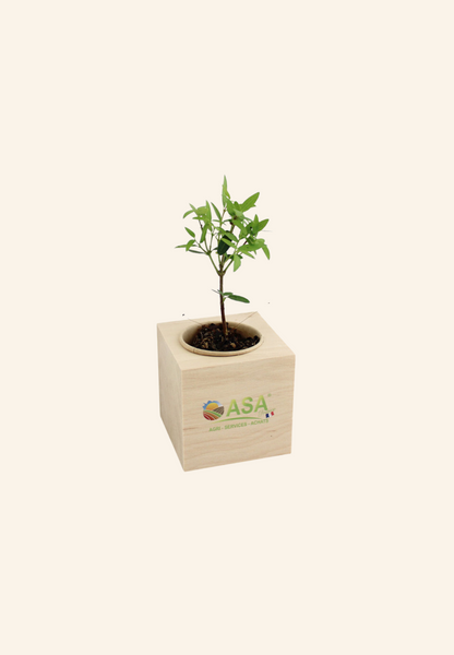 Cube en bois Basile