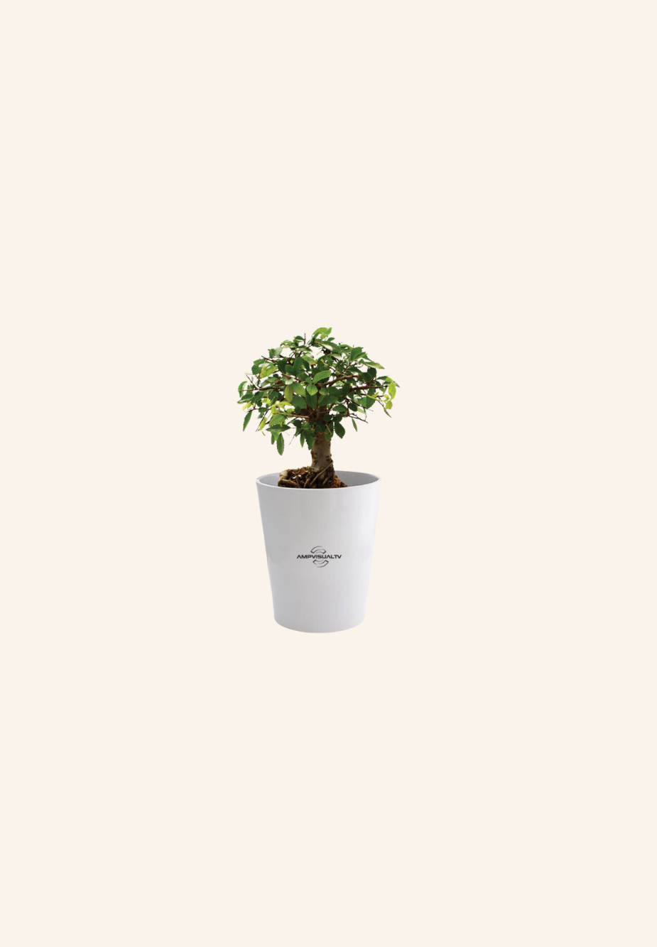 Ficus en pot Diego