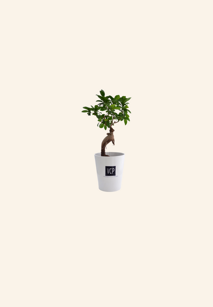 Ficus en pot Diego